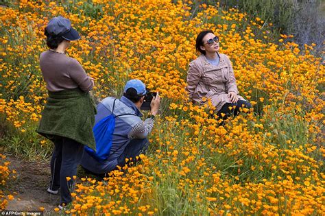 Crowds Force California City To Close Super Bloom Viewing Daily Mail
