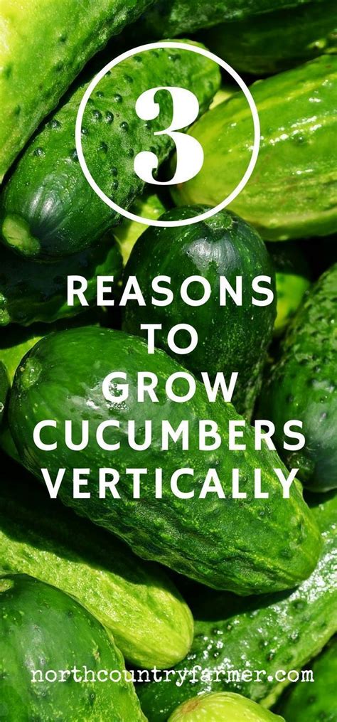 Grow Your Garden Cucumbers Vertically Growing Cucumbers Vertically