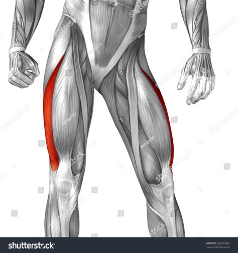 The peroneal tendons are in the feet and provide balance and stability during movement. Concept Conceptual 3d Illustration Human Upper Stock Illustration 556351882 - Shutterstock