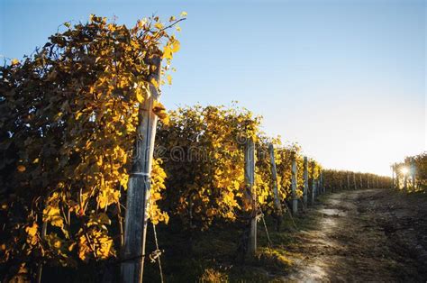 Autumn Walk After Harvest In The Hiking Paths Between The Rows And