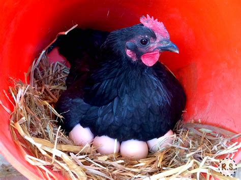 Our pick for best egg laying chickens starts laying as soon as 16 weeks old! The 10 Best Egg Laying Chickens