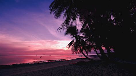 Download Wallpaper 2560x1440 Palm Trees Beach Sunset Tropics
