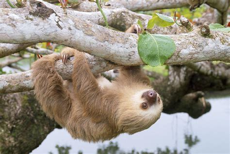 Two Toed Sloth Photograph By M Watson Pixels