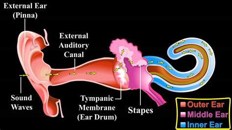 The Ear About The Ear Mechanism Of Hearing Youtube