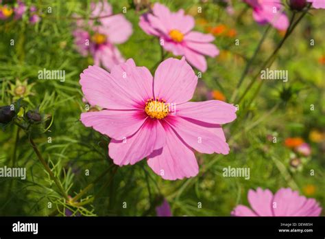 Bright Pink Cosmos Flowers Stock Photo Alamy