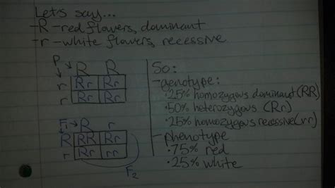 The way a punnett square works is one parent's two gene versions go on top and the other parents goes down the side. genetics - Punnett square and hybrid cross - Biology Stack Exchange