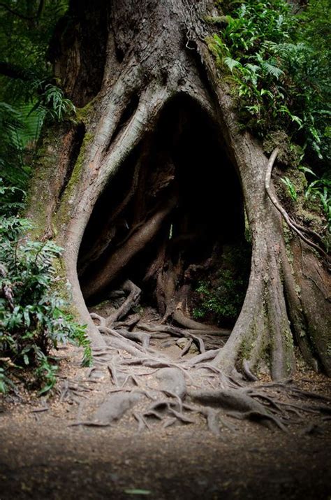 Tree Cave Tree Beautiful Tree Forest