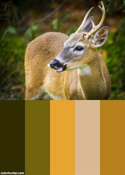 Key Deer Color Palette Key Deer Color Palette Deer