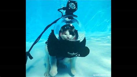 Underwater Cat Theme Youtube