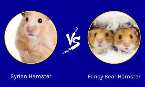Fancy Bear Hamster Vs Syrian Hamster Whats The Difference A Z Animals