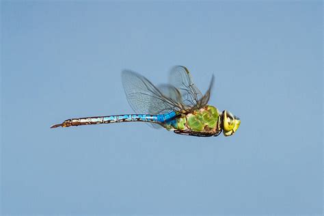 Bay Nature Magazine Why Do Dragonflies Swarm