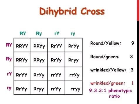 R represents the dominant allele for . How did you get a genotype ratio in mendel dihybrid cross ...