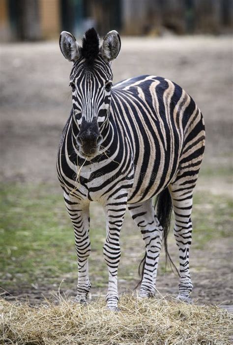 The Plains Zebra Equus Quagga Formerly Equus Burchellii As The Common