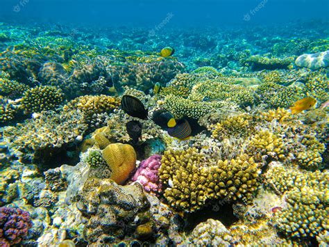 Premium Photo Beautiful Coral Reef In The Red Sea