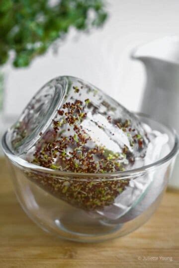 How To Grow Broccoli Sprouts Jar Method