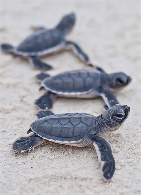 79 Best Sea Turtles Images On Pinterest