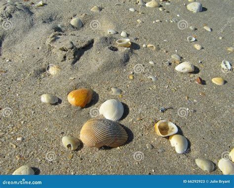 Seashells In Sand Stock Image Image Of Beach Scattered 66292923