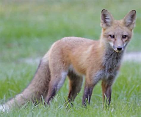 Warning Issued For Aggressive Fox At Large In Area Putnam Daily Voice