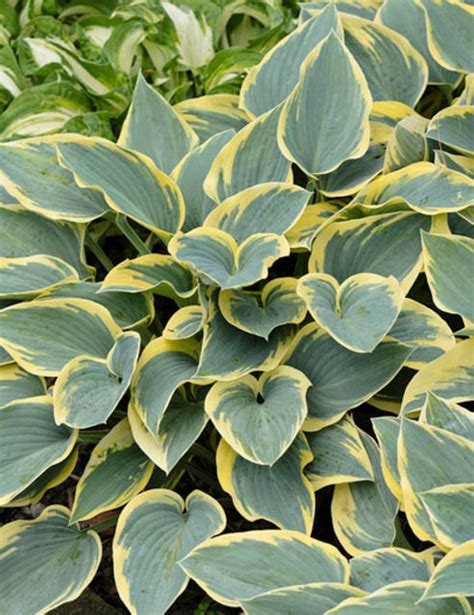 Hosta First Frost Plantain Lily