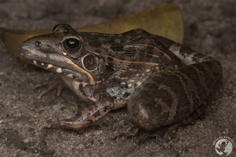 Ptychadena Oxyrhynchus Sharp Nosed Grass Frog — Nicolau Ecology