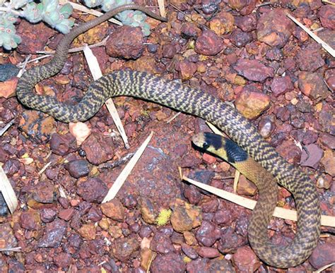 Gwardar Or Western Brown Snake Juvenile Showing Typical Neonatal Head