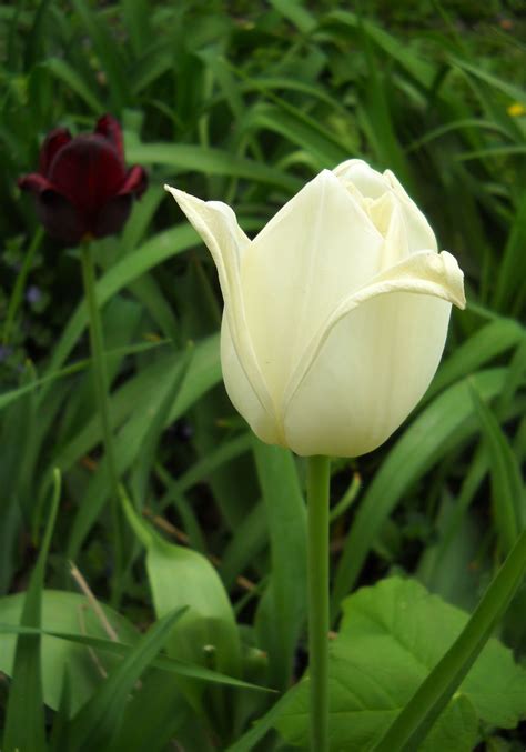 Larrys Photo A Day Pure White Tulip