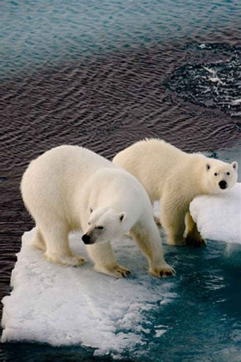 Polar Bears Threatened With Extinction Elevated Temperature Destroys