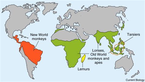 What Biomes Are Monkeys Found In Socratic