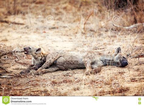Two Hyena Cubs Lying Together Stock Image Image Of Outside Wild