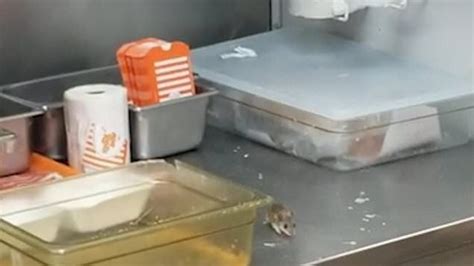 Disgusting Video Shows Rat Jumping Into Deep Fryer At Whataburger