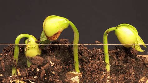 Plants Growth Very Very Fasthow To Make Your Seeds Grow Faster Youtube