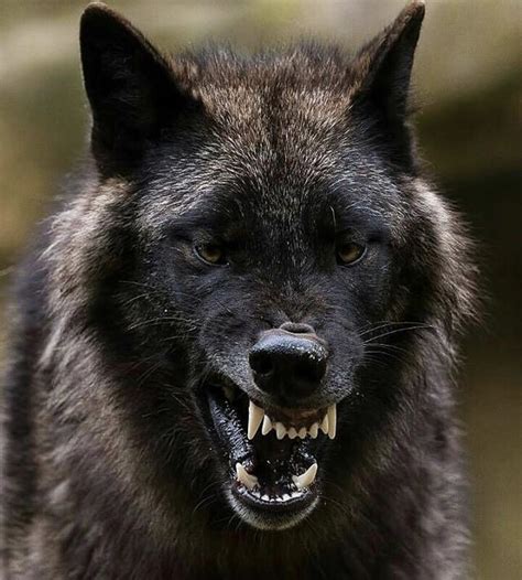 Snarling Wolf Rnatureismetal