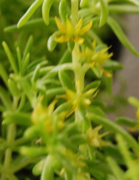 Hardy ground covers can not only improve the appearance of your yard, but they can also significantly reduce the amount of time you spend weeding. Lemon Coral Friendly Gold Spruce Sedum - Fast Grow Hardy ...