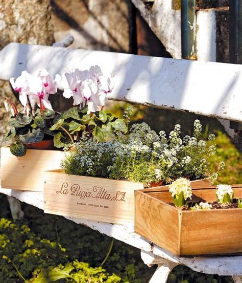 Son de vida breve, ya que suelen durar uno o dos días. Colocar las plantas I | Cajas de vino, Plantas y Cajas de ...