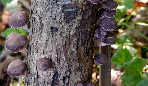 High Virginia Outdoors Shittake Mushrooms