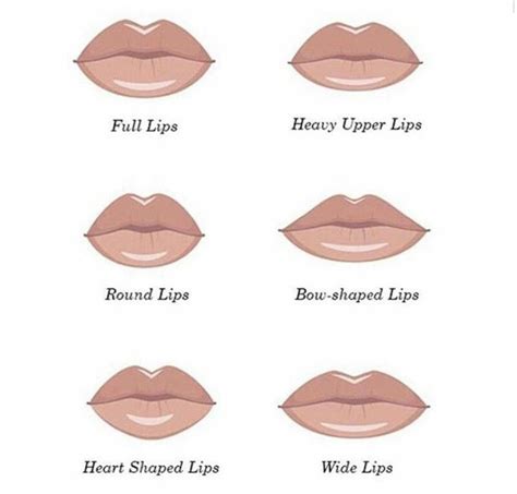 Types Of Lips Shape Lip Types Different Lips Types Botox Fillers