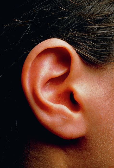 Human Ear Photograph By Martin Dohrnscience Photo Library Fine Art