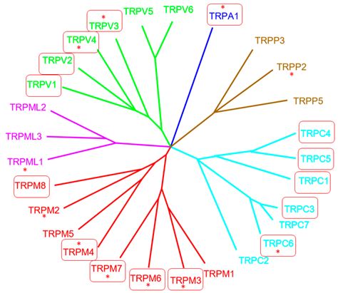 Cells Free Full Text Transient Receptor Potential Trp Channels In