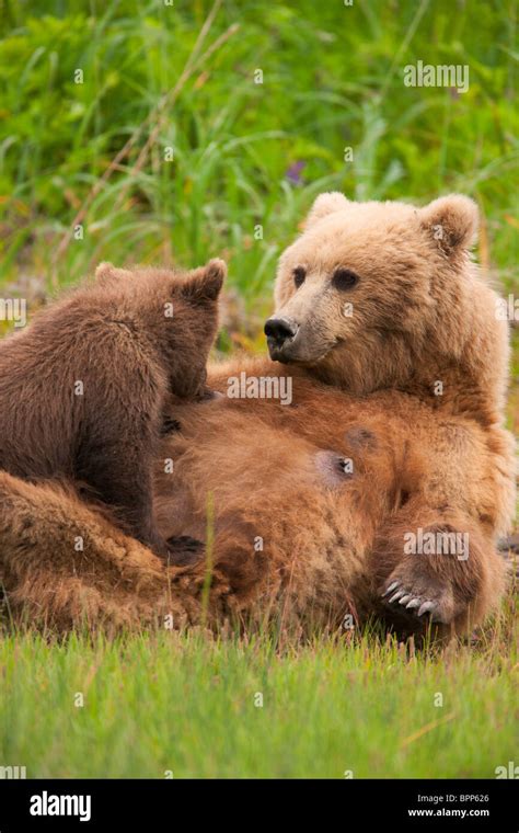 A Brown Or Grizzly Bear Cub Nursing Lake Clark National Park Alaska