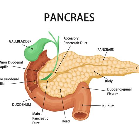 Anatomy Of The Pancreas Ppt Diagram