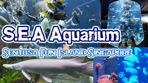 Sea Aquarium Museum Sentosa Fun Island Singapore Youtube