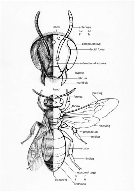 Scientificillustration Bee Drawing Bee Bee Art