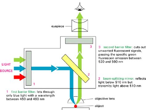 The Optical System Of A Fluorescence Microscope A Filter Set Consists
