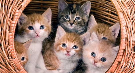 The christmas season is a magical time and a time for family, and our kittens are such a special part of our family. Best Female Cat Names - Hepper