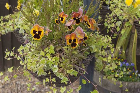 7 Of The Best Winter Container Plants The English Garden