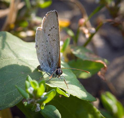 Holly Blue Holly Blue Celastrina Argiolus Butterfly Perc Flickr