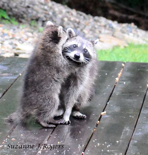 Image Result For Raccoon Hug Dumb Animals Cute Animals Animals