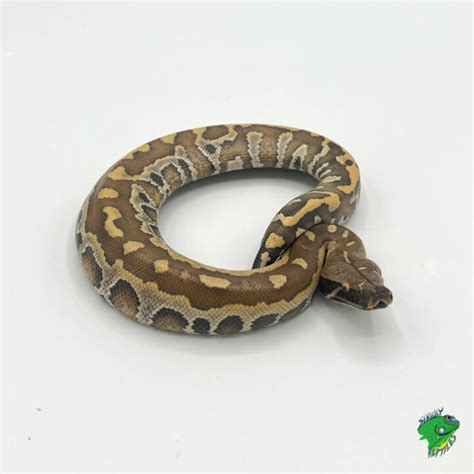 Red Blood Python Baby Strictly Reptiles