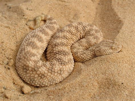 Sahara Sand Viper Sahara Sand Viper Cerastes Vipera Is A Venomous