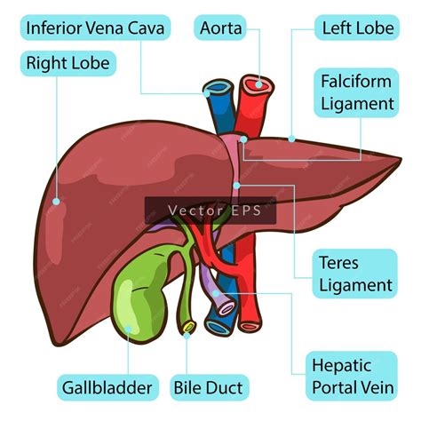 Premium Vector Human Liver Body Parts Anatomy